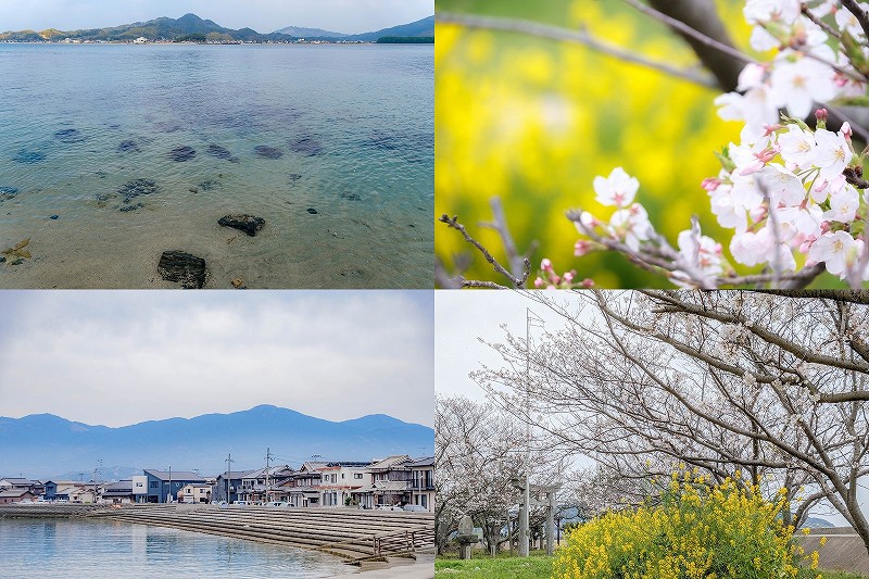 船越 綿積神社の桜と菜の花（糸島市志摩）