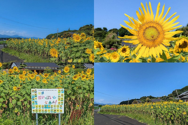 糸島　引津校区の「ひまわり畑」