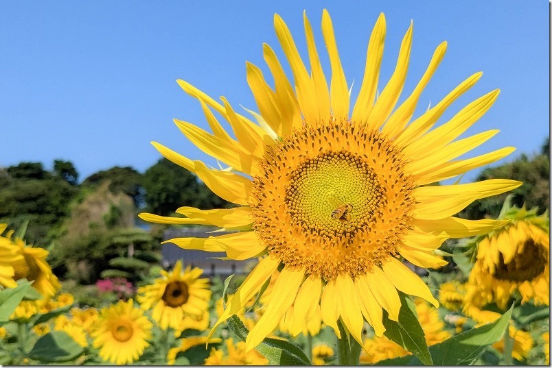 8月。引津校区の「ひまわり畑」は元気に咲いてます 8月。引津校区の「ひまわり畑」は元気に咲いてます