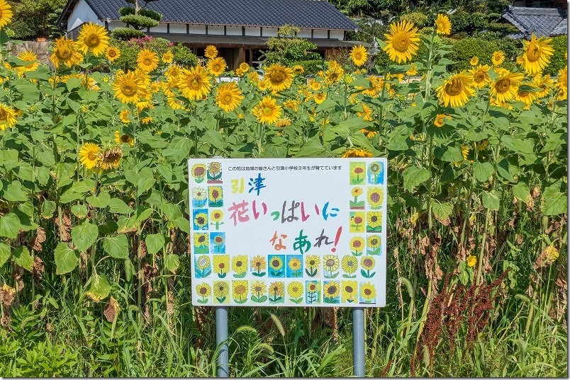 引津校区「引津花いっぱいになあれ!」のひまわり畑 引津校区「引津花いっぱいになあれ!」のひまわり畑