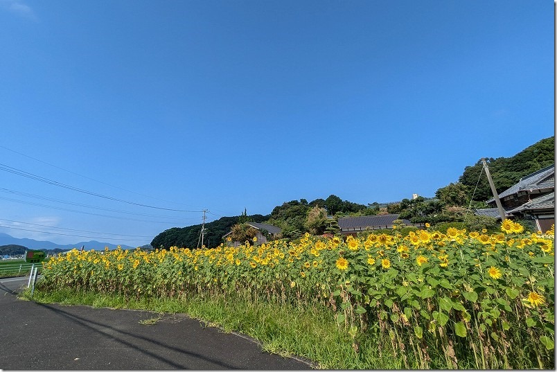 糸島の「ひまわり畑」(糸島市志摩西貝塚) 糸島の「ひまわり畑」(糸島市志摩西貝塚)