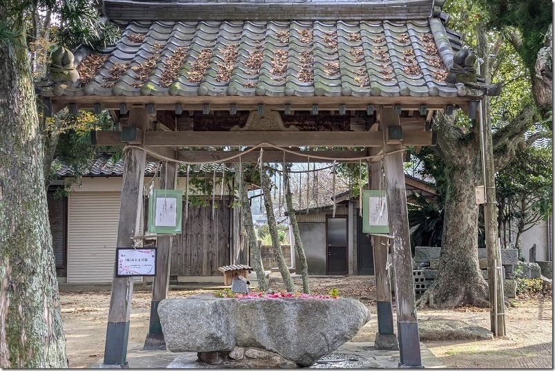 糸島 須賀神社の花手水【糸島市志摩野北】 2024/11 糸島 須賀神社の花手水【糸島市志摩野北】 2024/11