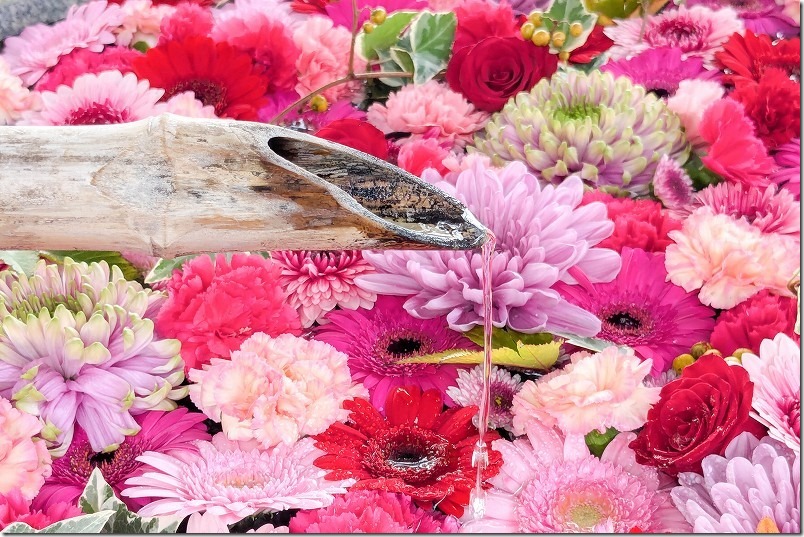 糸島 須賀神社の花手水【糸島市志摩野北】 2024/11 糸島 須賀神社の花手水【糸島市志摩野北】 2024/11