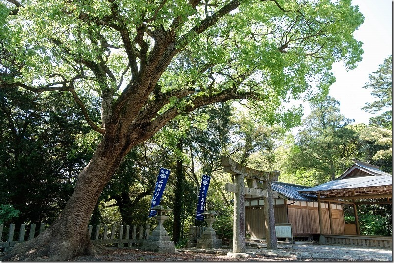 朝ドラ「おむすび」主人公 結が翔也へ告白した高祖神社。ギャルが身を隠していた大木 朝ドラ「おむすび」主人公 結が翔也へ告白した高祖神社。ギャルが身を隠していた大木