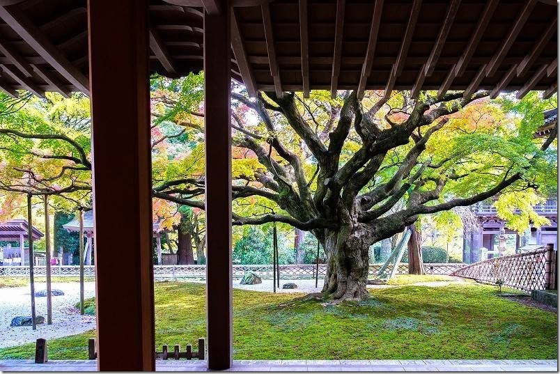 雷山千如寺大悲王院 樹齢約400年の大カエデの紅葉（建物内からの景観）