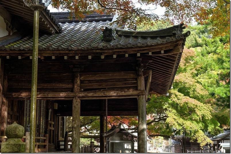 雷山千如寺大悲王院 樹齢約400年の大カエデの紅葉（通路側からの景観）