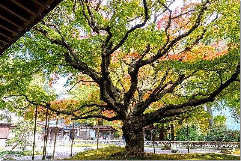 雷山千如寺大悲王院 樹齢約400年の大カエデの紅葉（建物内からの景観）