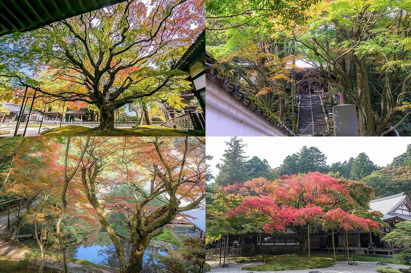 雷山千如寺大悲王院の紅葉の境内散策と渋滞具合【糸島市雷山】