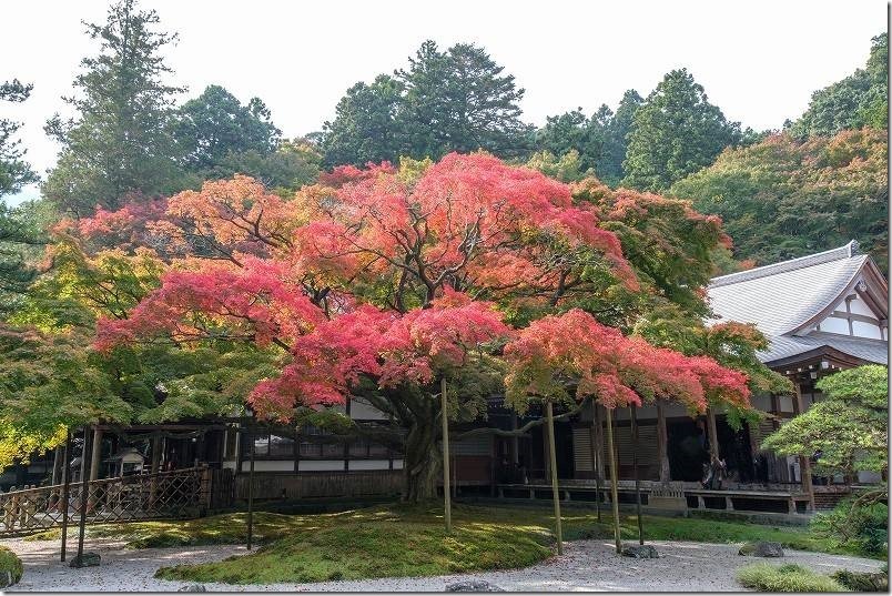 雷山千如寺大悲王院 樹齢約400年の大カエデの紅葉（通路側からの景観）