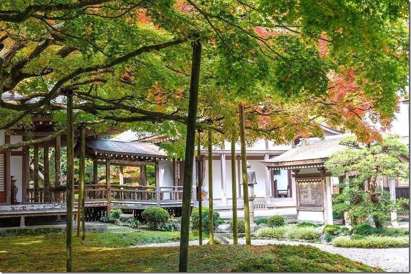 雷山千如寺大悲王院 樹齢約400年の大カエデの紅葉（通路側からの景観）
