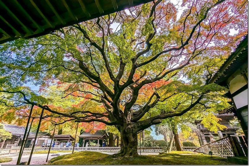 雷山千如寺大悲王院 樹齢約400年の大カエデの紅葉（建物内からの景観）