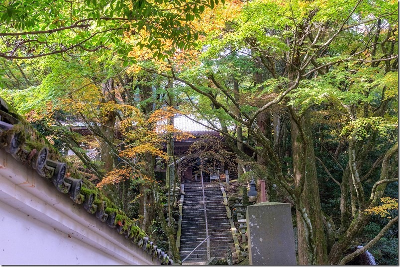 雷山千如寺大悲王院 本堂に登る石段の紅葉（下から見た景観）