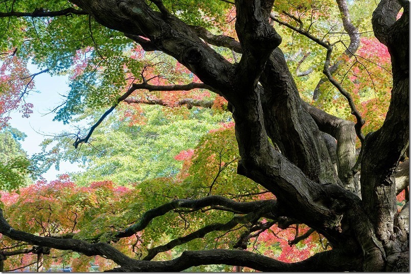 雷山千如寺大悲王院 樹齢約400年の大カエデの紅葉（建物内からの景観）