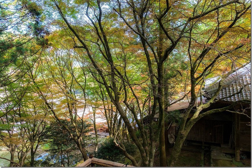 雷山千如寺大悲王院 庭園付近の紅葉