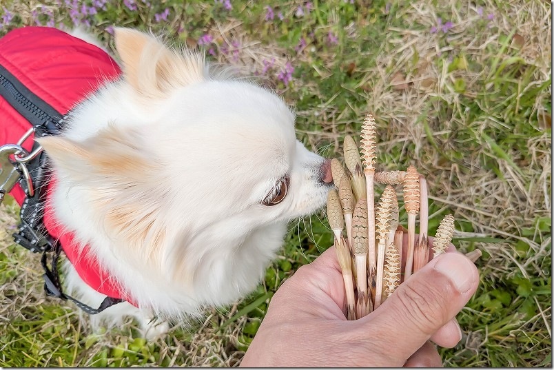 糸島で土筆（つくし）取り 2025年3月