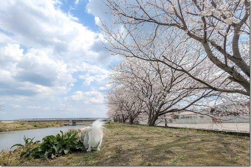 ドラッグストア コスモス 糸島店付近の桜 雷山川の桜道を散策 ドラッグストア コスモス 糸島店付近の桜 雷山川の桜道を散策