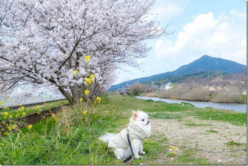 雷山川の桜道(糸島市前原北) 可也山と桜並木 雷山川の桜道(糸島市前原北) 可也山と桜並木