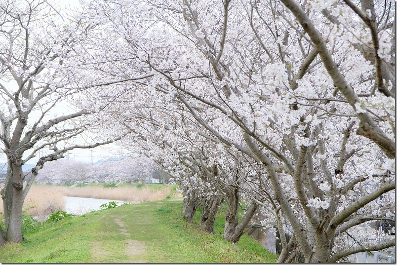 長く続く雷山川の桜並木 約1K 糸島市 長く続く雷山川の桜並木 約1K 糸島市