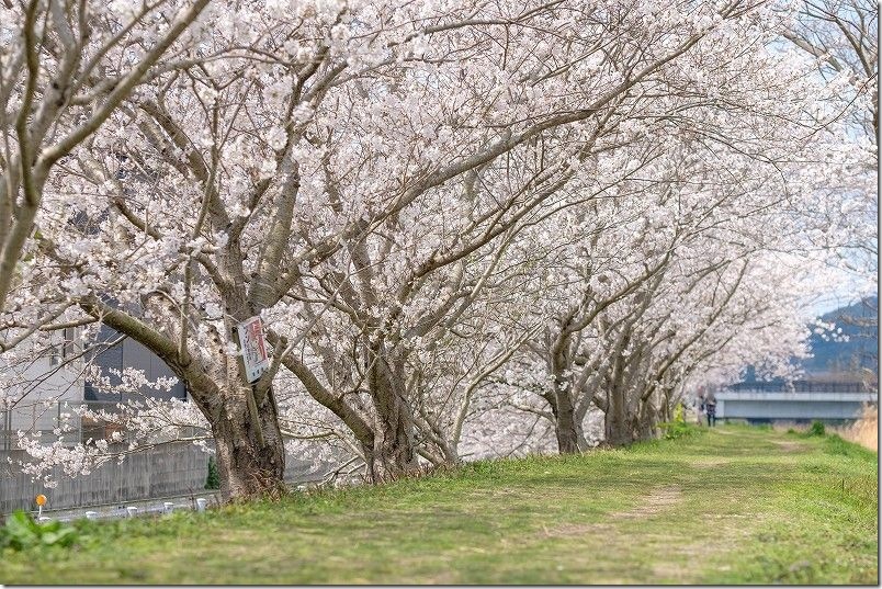 県道506号線の雷山川の桜道 糸島市 県道506号線の雷山川の桜道 糸島市