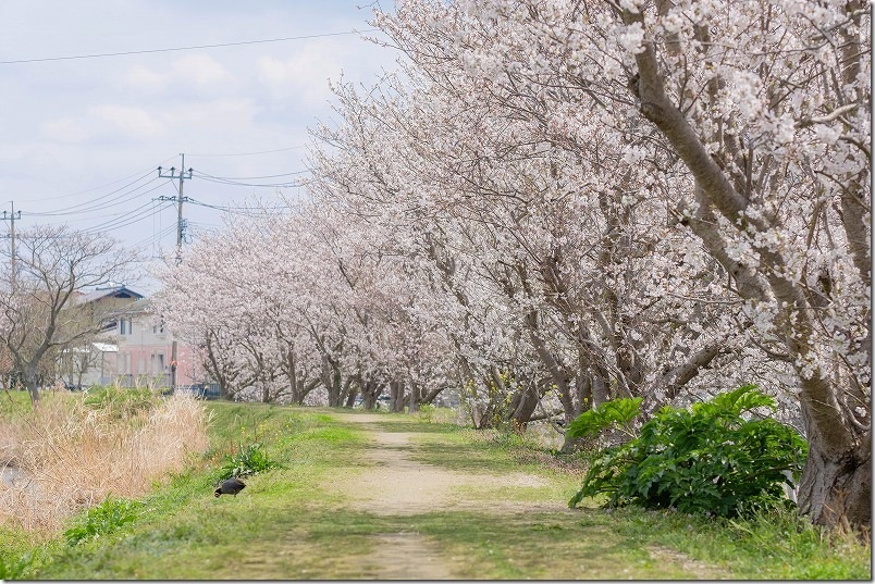 県道506号線の雷山川の桜道 県道506号線の雷山川の桜道