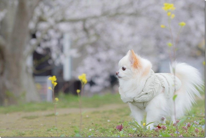 雷山川の桜並木と菜の花 犬と散策 雷山川の桜並木と菜の花 犬と散策