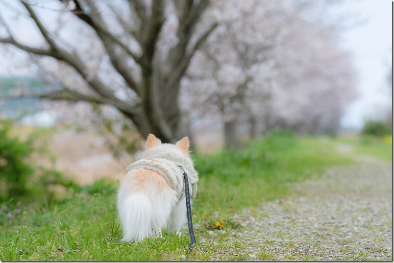 長く続く雷山川の桜並木の終端 犬と散策 糸島 長く続く雷山川の桜並木の終端 犬と散策 糸島