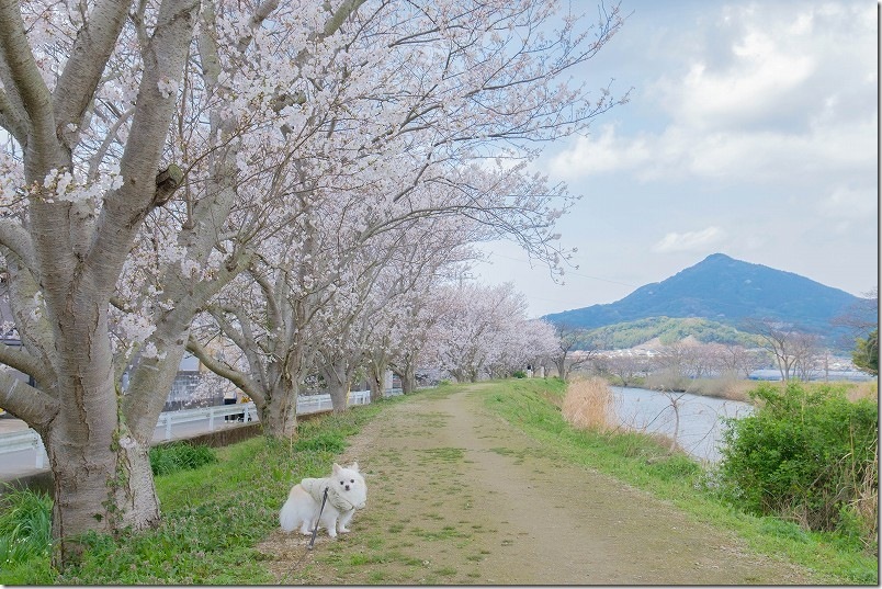 雷山川の桜並木 可也山(糸島富士)を見ながら犬と散策 雷山川の桜並木 可也山(糸島富士)を見ながら犬と散策