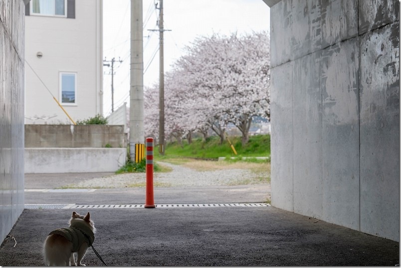 県道506号線の橋架付近の桜 雷山川の桜道 県道506号線の橋架付近の桜 雷山川の桜道