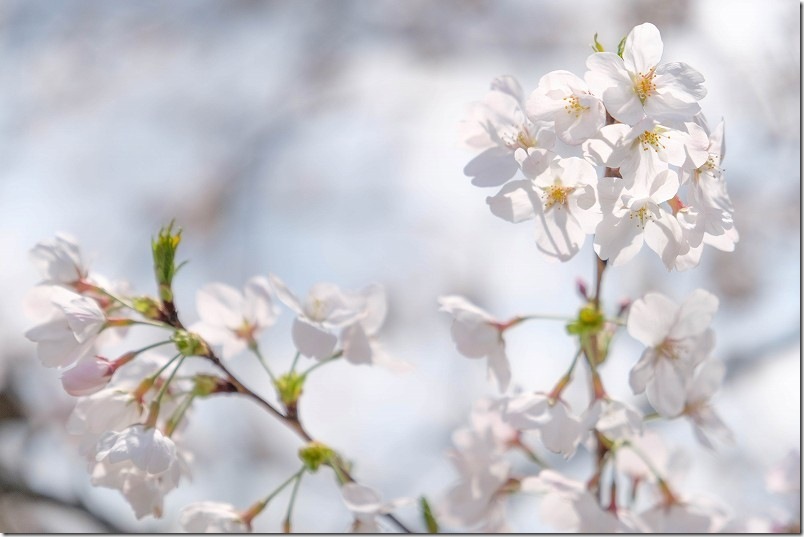 雷山川の桜道 開花状況 満開 雷山川の桜道 開花状況 満開
