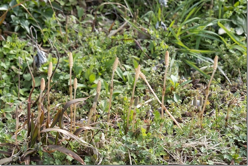 糸島で土筆（つくし）取り 2025年3月