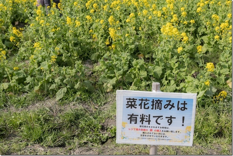 福ふくの里の菜の花 菜の花摘み開始 2025年