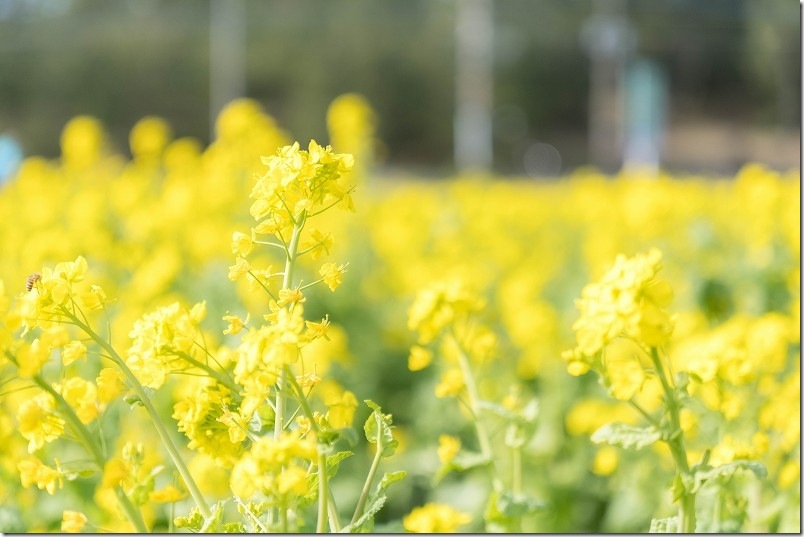 3月中旬の福ふくの里の菜の花畑 7部咲きくらい