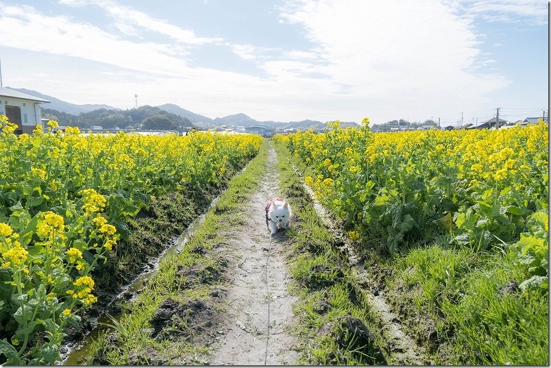 3月中旬の福ふくの里の菜の花畑 菜の花の中を散策