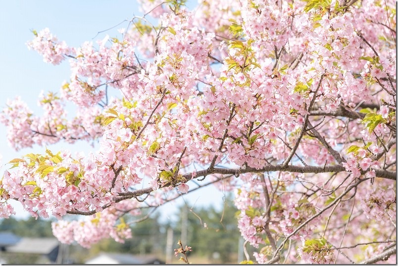 3月中旬の福ふくの里の河津桜 開花状況 満開