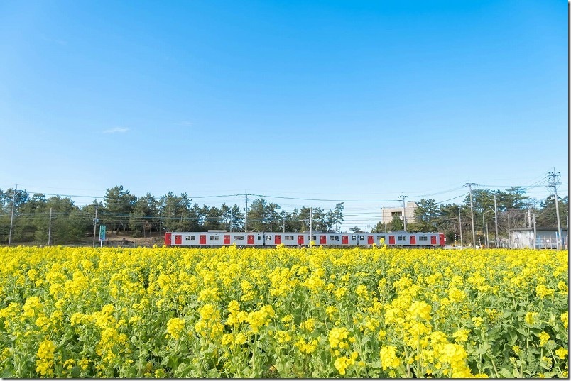3月中旬の福ふくの里の菜の花畑 開花状況