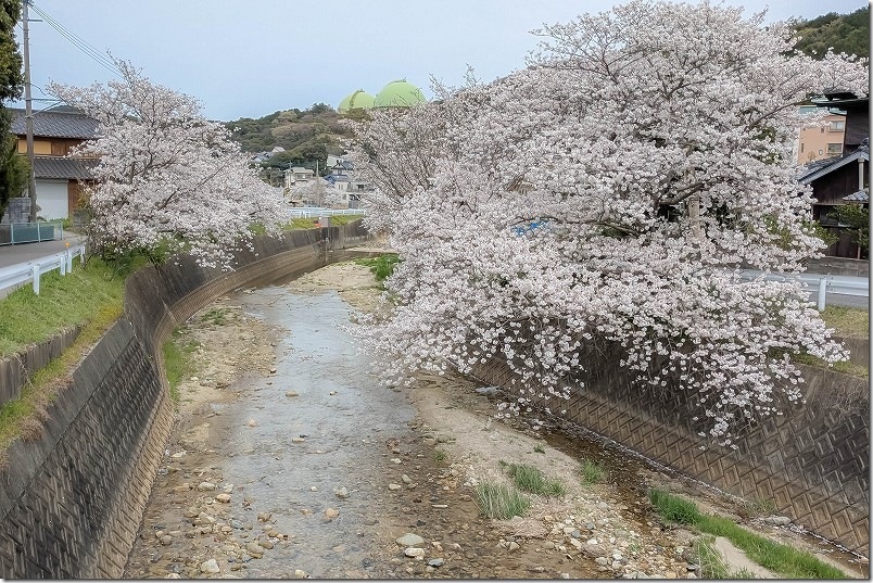 七寺川上流部の桜並木【福岡市西区今宿】