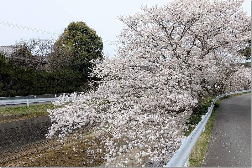 七寺川上流部 川にかかる桜 福岡市西区今宿上ノ原