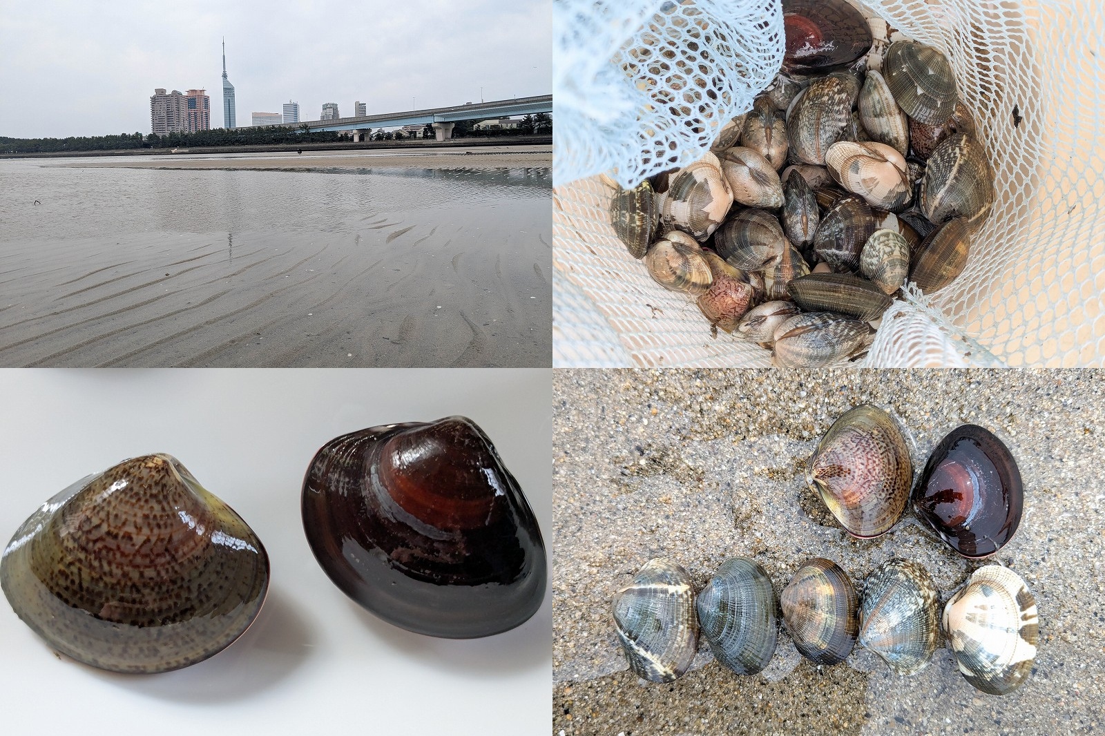 室見川 潮干狩り【1時間でアサリ と ハマグリがとれました】