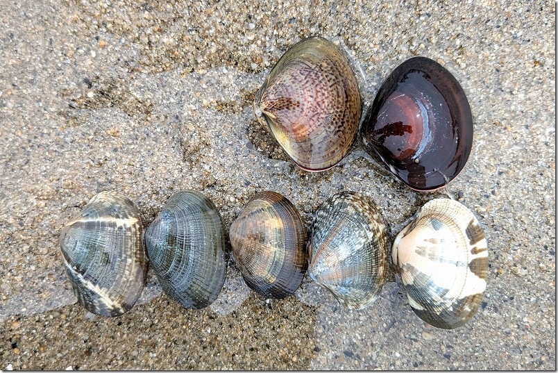 室見川でとれたアサリ と ハマグリ