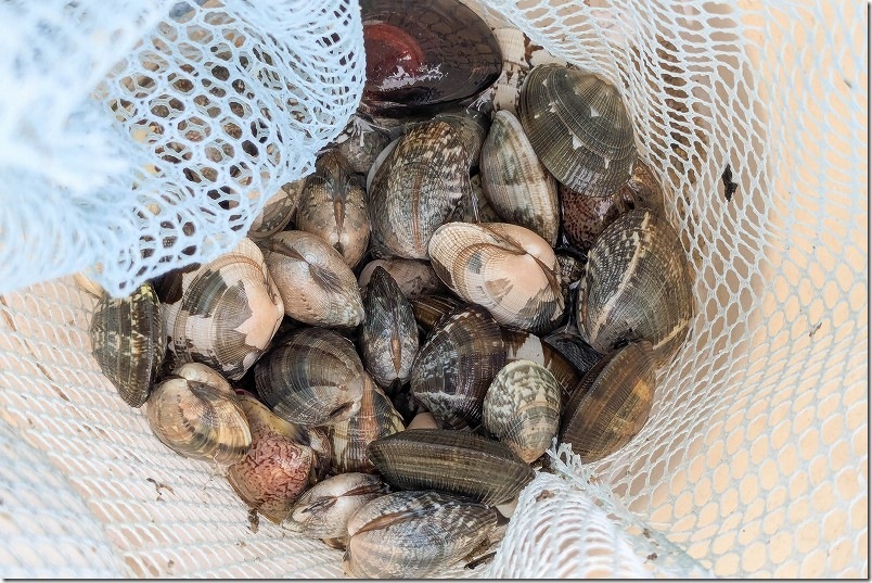 1時間でとれた量【アサリ と ハマグリ】 室見川