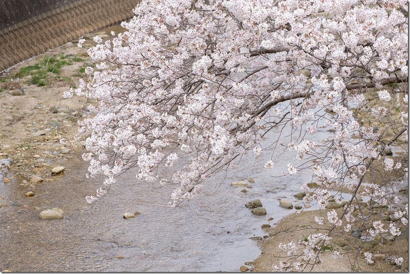 七寺川上流部 川にかかる桜 福岡市西区今宿