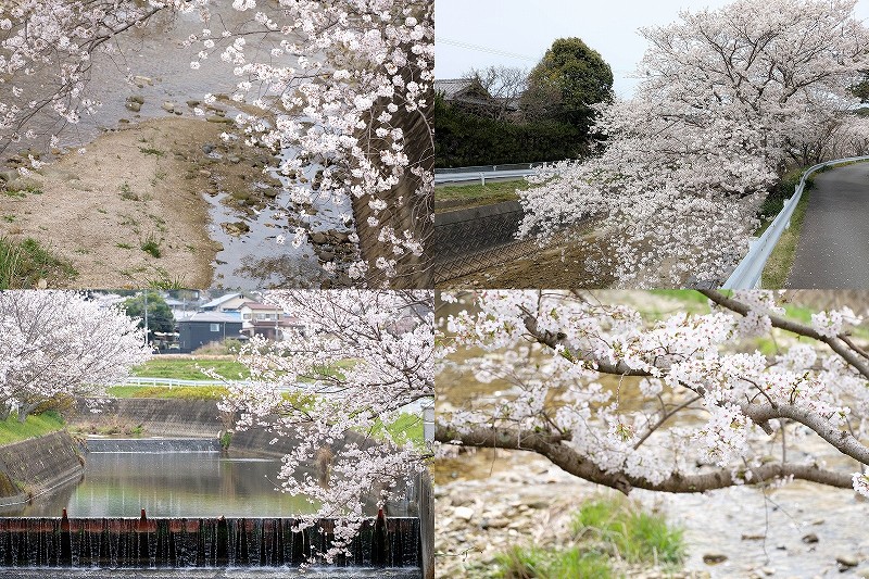 七寺川の桜並木【福岡市西区今宿】