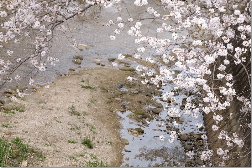 七寺川上流部 川にかかる散る桜 