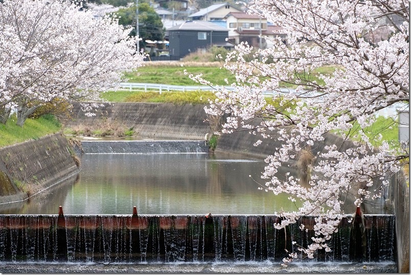 七寺川の上流部の堰と桜