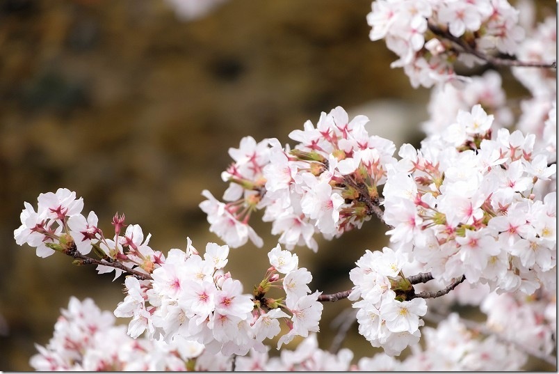 七寺川上流部の桜並木 開花状況 福岡市西区今宿