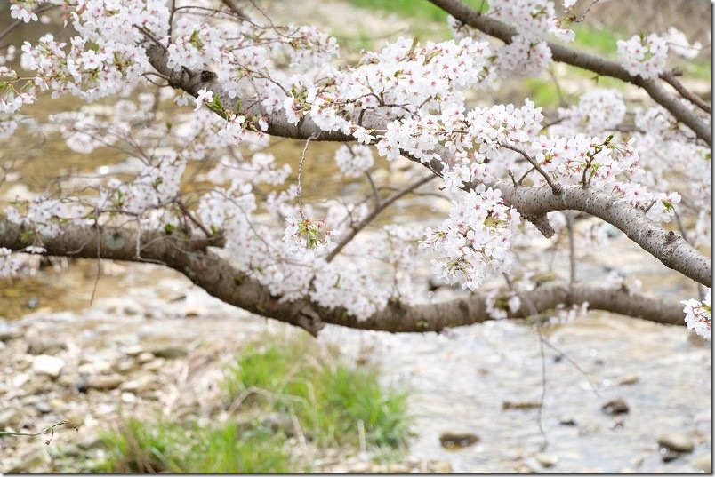 七寺川上流部の桜並木 開花状況 福岡市西区今宿