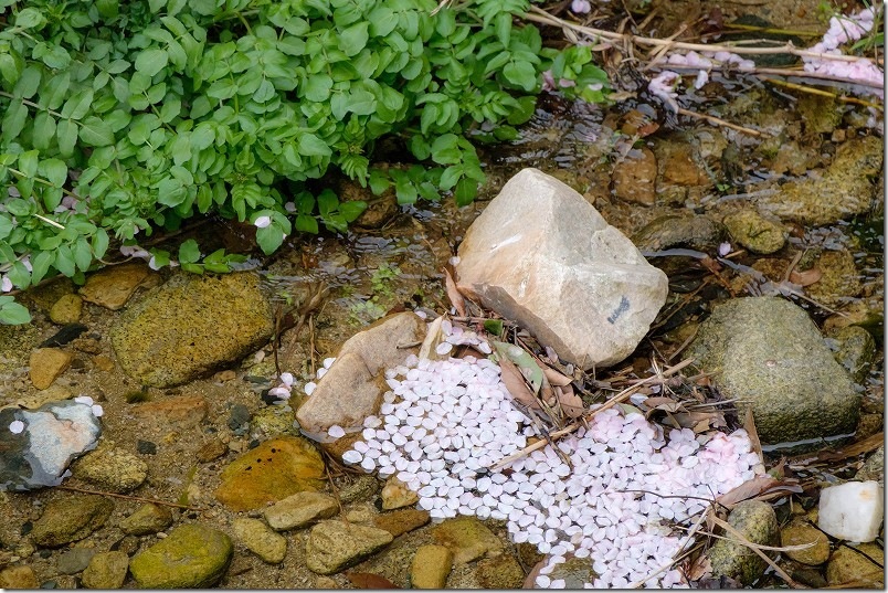 七寺川上流部の桜並木 散る桜 福岡市西区今宿