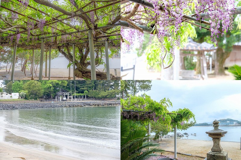 今津津舟崎 白山神社の藤棚 【糸島の海 と 藤の花】（福岡市西区今津）