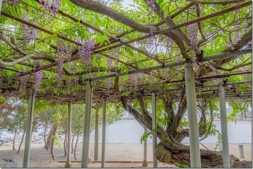 今津津舟崎 白山神社 藤棚