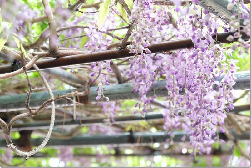 今津津舟崎 白山神社 藤棚 開花状況